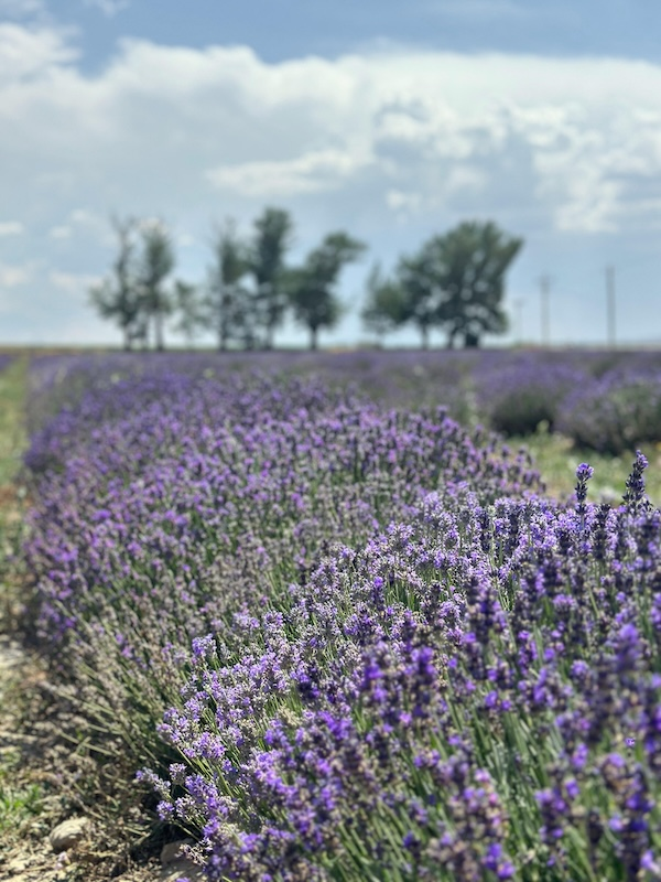 Levandulová farma Young Living